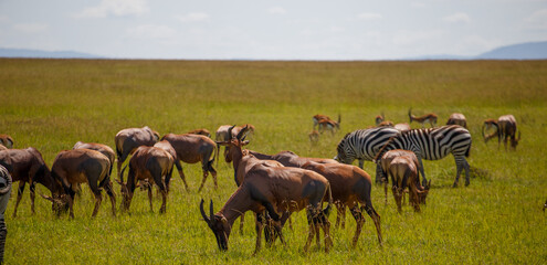 Cebra y antílopes Topi pastando juntos en la vasta sabana africana, Reserva Masái Mara, Kenia © DavidEnFoco