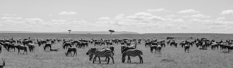 Gran migración de animales salvajes en la inmensa llanura de Masái Mara bajo un cielo nublado, Kenia © DavidEnFoco