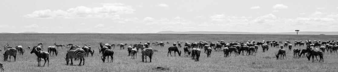 Gran migración de animales salvajes en la inmensa llanura de Masái Mara bajo un cielo nublado, Kenia © DavidEnFoco