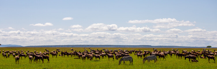 Gran migración de animales salvajes en la inmensa llanura de Masái Mara bajo un cielo nublado, Kenia © DavidEnFoco