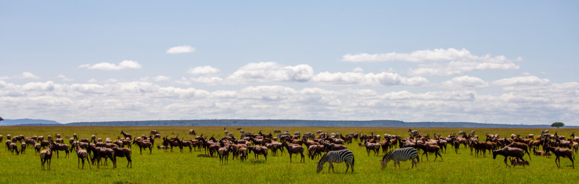 Gran migraci&oacute;n de animales salvajes en la inmensa llanura de Mas&aacute;i Mara bajo un cielo nublado, Kenia
