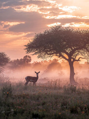 Cinematic Sunrise Landscape with Baby Deer Standing in Foggy Meadow. Majestic Scene of Wildlife and Large Acacia Tree Silhouette at Golden Hour. Peaceful Wilderness Background.