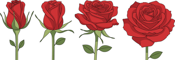 Set of Red Rose Vector Illustrations Showing Four Different Stages of Growth from Bud to Full Bloom Isolated on White Background