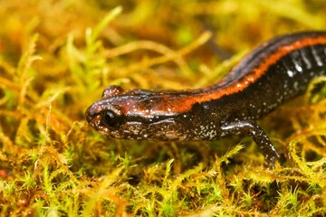 Closeup on an adult black Del Norte Salamander, Plethodon elongatus on green moss in South Oregon