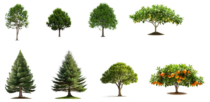 Set aus Baumgruppen, isoliert auf wei&szlig;en Hintergrund, Freisteller, Transparent
