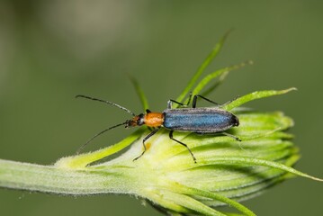 False blister beetle Heliocis repanda insect on flower bud nature Springtime pest control agriculture.