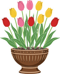 Beautiful Bouquet of Colorful Red Pink and Yellow Tulip Flowers in Decorative Brown Pot Isolated on White Background for Spring