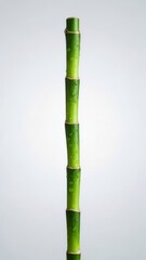 Fresh Bamboo Stalk with Water Droplets Green Nature Plant. Concept featuring bamboo, green, nature, water droplets, fresh.