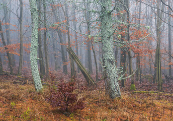Moss tree in forest with fog. Czech woodland landscape background
