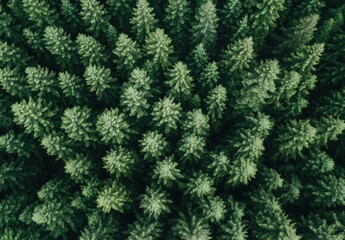 Dense forest canopy, top-down view (4)