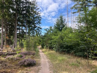 MTB track around Appelscha in Friesland