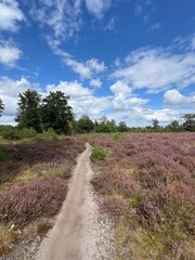 Sand path and purple heather around Appelscha