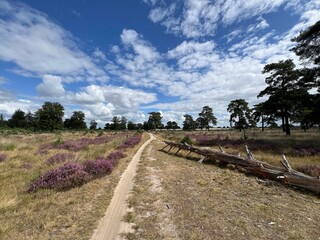 Sand path and purple heather around Appelscha