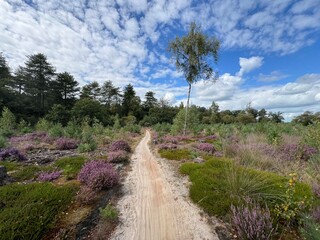 Sand path and purple heather around Appelscha