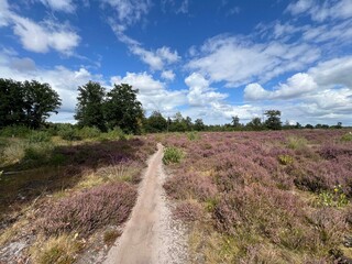 Sand path and purple heather around Appelscha