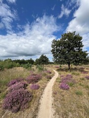 Sand path and purple heather around Appelscha