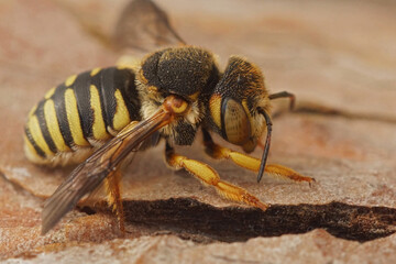 Closeup on a Grohmann's, Yellow-Resin Bee , Icteranthidium grohmanni sitting on a stone