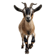Fototapeta premium PNG of Playful young goat with a curious expression, showcasing its vibrant fur and lively spirit.