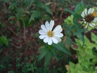 Zinnia angustifolia or White zinnia flowers are blooming in the garden