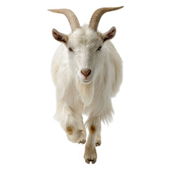 Obraz premium PNG of A majestic white goat with curved horns confidently walks towards the camera, showcasing its fluffy fur and curious expression.