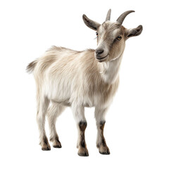 Fototapeta premium PNG of Adorable young goat stands confidently, showcasing its soft fur and curious expression.