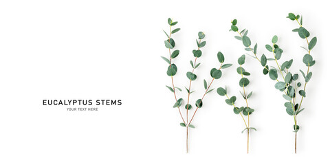 Eucalyptus branches photography isolated on white background