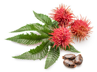 Red spiny capsules, seeds and green leaf of Castor oil plant on white background. File contains clipping paths.