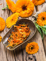 Fresh and dry flowers of calendula on wooden table top view.