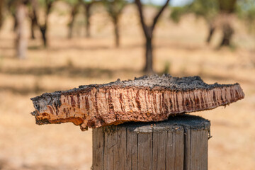 Piece of cork tree bark on foreground and blurred cork oak orchard in the background.
