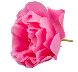 Vivid pink rose on white background. File contains clipping path.