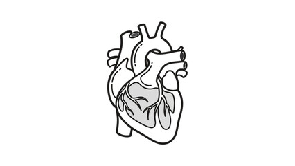 Detailed anatomical illustration of a human heart in black and white
