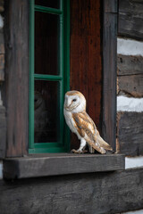 A closeup of a barn owl (Tyto alba) on a wooden window