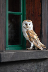 A closeup of a barn owl (Tyto alba) on a wooden window