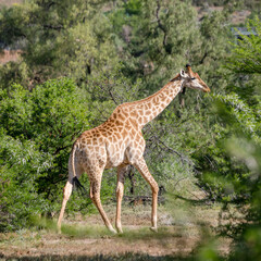 young Giraffe walking among Cape Thicket vegetation, near Petersburg, Karoo, South Africa