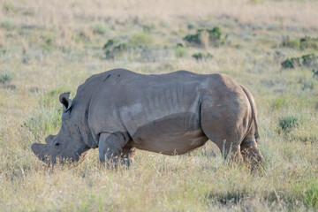 Fototapeta premium white Rhino on green upland grass, near Petersburg, Karoo, South Africa
