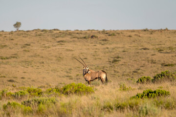 male Orix looking back on green upland grass, near Petersburg, Karoo, South Africa