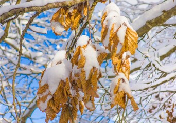 Mount Autore Livata (Subiaco, Italy) - The snow capped peaks mountains in the province of Roma, Lazio region, in Simbruini mounts. Here a beautiful white landscape.