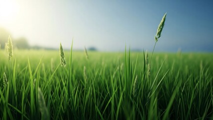 Close-up of vibrant green field with tall grass and morning sunlight, creating a serene and idyllic natural landscape perfect for backgrounds and textures