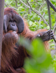 Portrait of a mature male Bornean Orangutang (Pongo pygmaeus), captive in Paignton Zoo, Devon, UK.