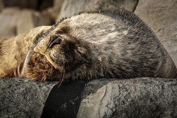 Lion de mer, Ushua&iuml;a Argentine