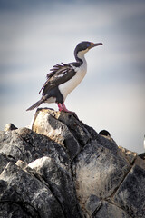 Cormoran, Ushua&iuml;a Argentine