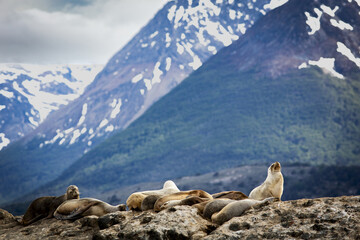 Lion de mer Ushua&iuml;a Argentine