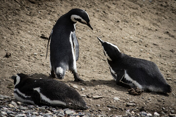Pinguin, Ushua&iuml;a Argentine