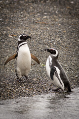 Pinguin, Ushua&iuml;a Argentine