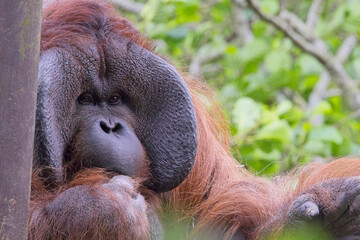 Portrait of a mature male Bornean Orangutang (Pongo pygmaeus), captive in Paignton Zoo, Devon, UK.