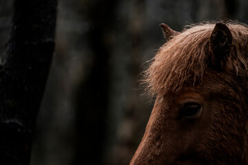 beautiful icelandic horses in raw nature environment 