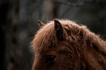 beautiful icelandic horses in raw nature environment 