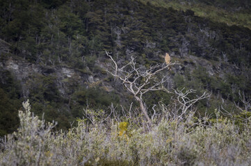 Ushua&iuml;a Argentine