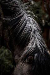 beautiful icelandic horses in raw nature environment 