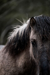 beautiful icelandic horses detail photo in raw nature environment 